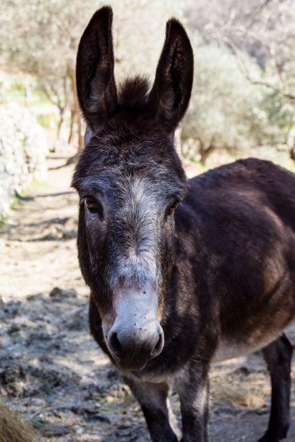 Agriturismo A Ca Vegia Calice Ligure Dış mekan fotoğraf
