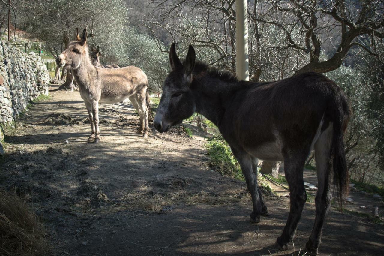 Agriturismo A Ca Vegia Calice Ligure Dış mekan fotoğraf